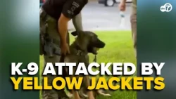 Police K-9 covered in yellow jackets gets unexpected pool rescue