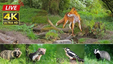 Danish Forest Wildlife - Morten Hilmer Backyard