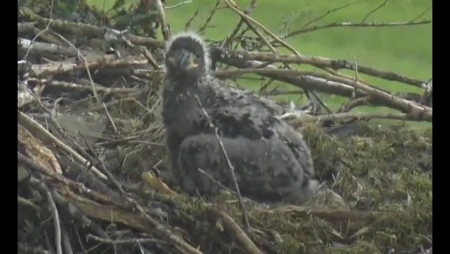 Bald Eagle Nest Live at Glacier Gardens, Juneau
